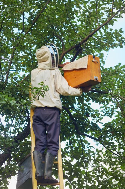 はしごの養蜂家が蜂の巣を木から箱に入れる