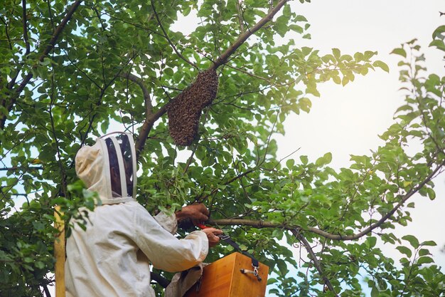 Пчеловод кладет улей из дерева в коробку
