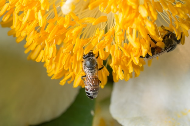 꿀벌은 꽃에서 음식을 찾습니다