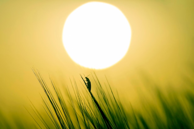 カブトムシは夕日を背景に芝生の上を這う。自然の植物学と動物学 Premium写真