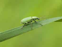 Free photo beetle on a leaf
