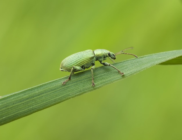 無料写真 葉の上のカブトムシ