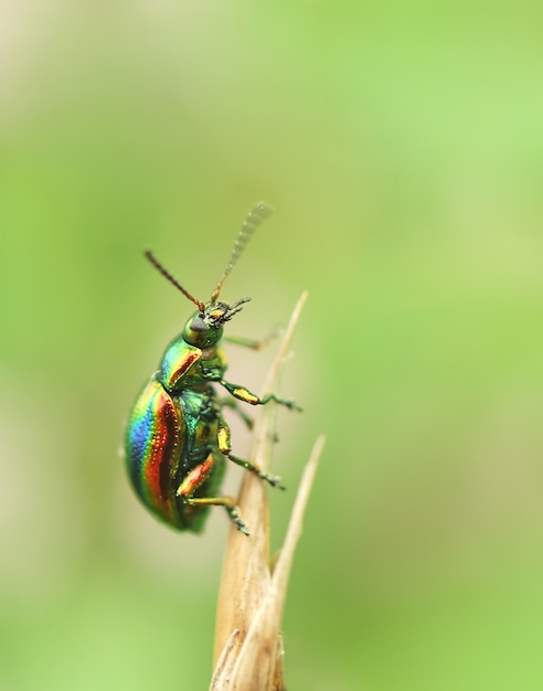 Free photo beetle perched on the top of a plant