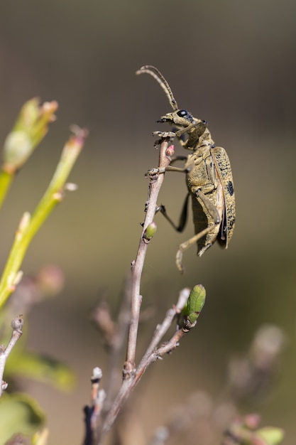 木の枝の上に座ってアンテナを持つカブトムシ