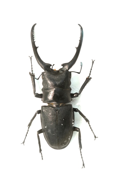 Beetle with long barbed horns