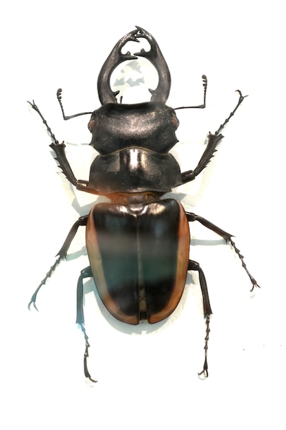 Free photo beetle with shell with brown edges