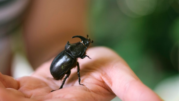 Free photo beetle