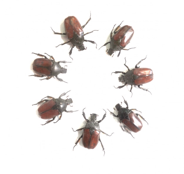 Free photo beetles placed in a circle