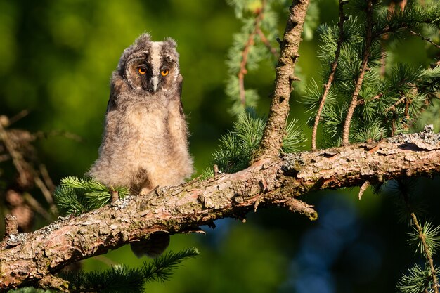 Beige and brown owl sitting on the branch of a palm tre