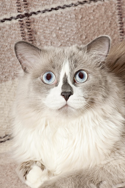 beige cat lying in the sofa