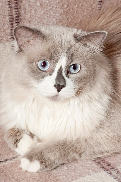 beige cat lying in the sofa