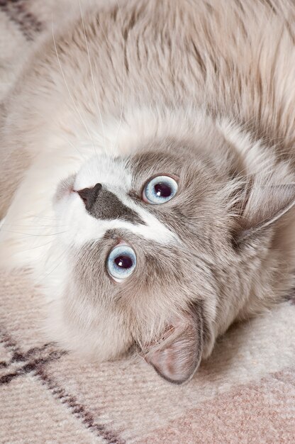 beige cat lying in the sofa