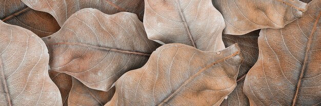 Бежевый узор из сушеных листьев и обои