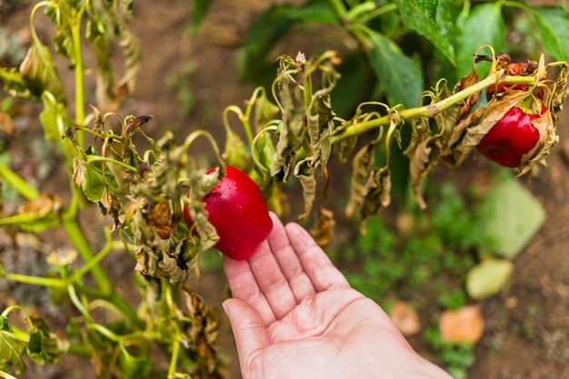 Bell pepper