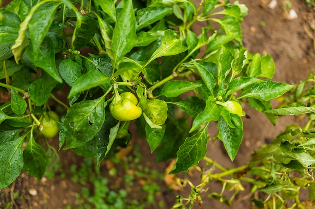 Bell peppers