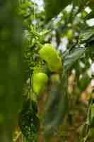 Free photo bell peppers