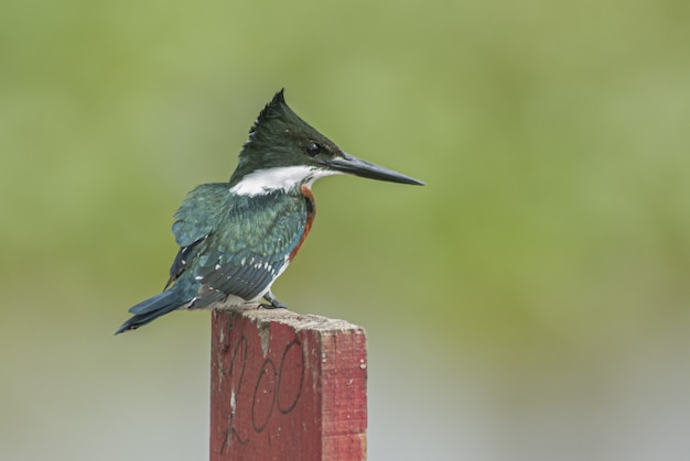 Free photo belted kingfisher bird sitting on a piece of wood