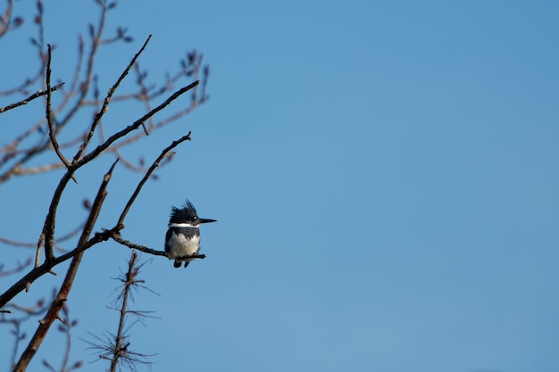 Belted kingfisher sitting on the tree branch