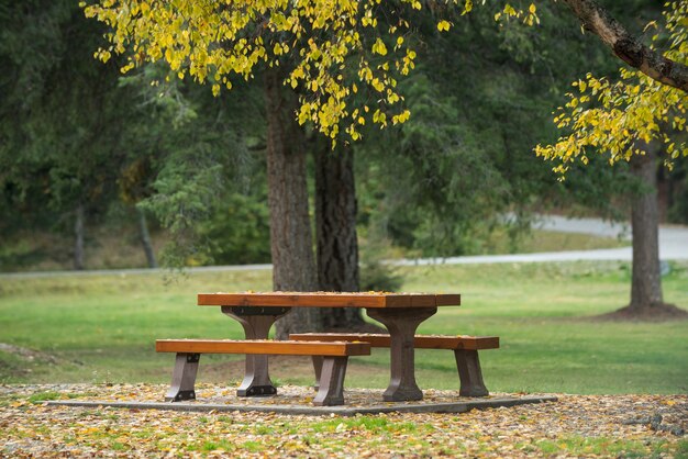 Bench beside under a tree in the forest park