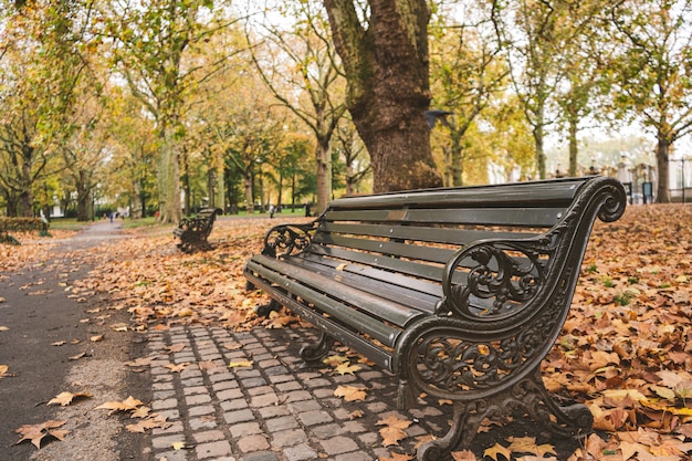 Скамейка в парке, покрытом деревьями и листьями под солнечным светом осенью