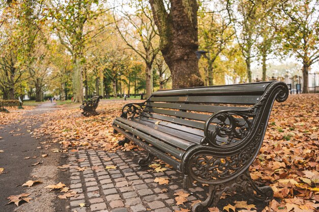 Bench in a park covered in trees and leaves under the sunlight in autumn