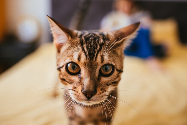 Bengal cat comes to a woman while she reads on the bed 