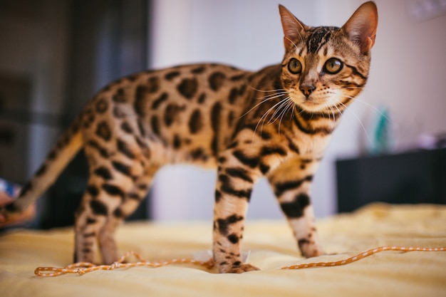 Bengal cat stands on yellow bed 