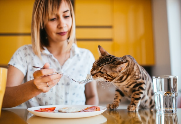 Free photo bengal cat tastes breakfast from woman's fork