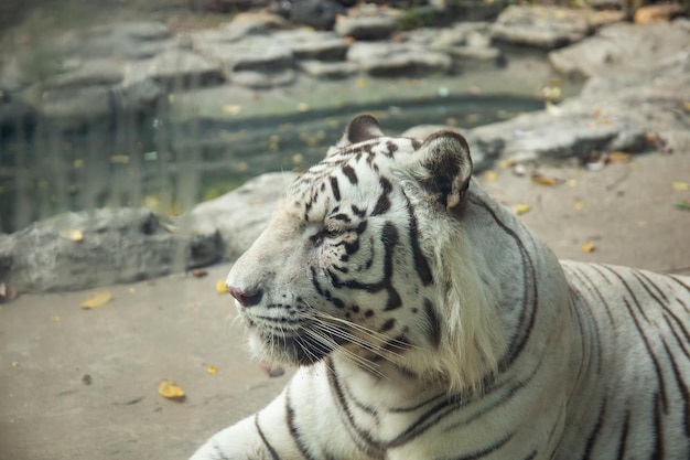 Bengal tiger sitting and resting at the zoo