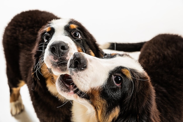 バーニーズ・セネンハンドの子犬がポーズをとる。かわいい白ブラウン黒の犬やペットが白い背景で遊んでいます。気配りがあり、遊び心があります。スタジオ写真撮影。動き、動き、行動の概念。ネガティブスペース。