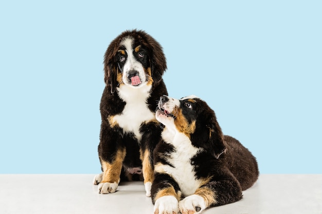 Free photo berner sennenhund puppies posing