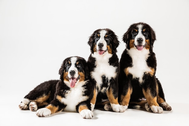 Free photo berner sennenhund puppies on white