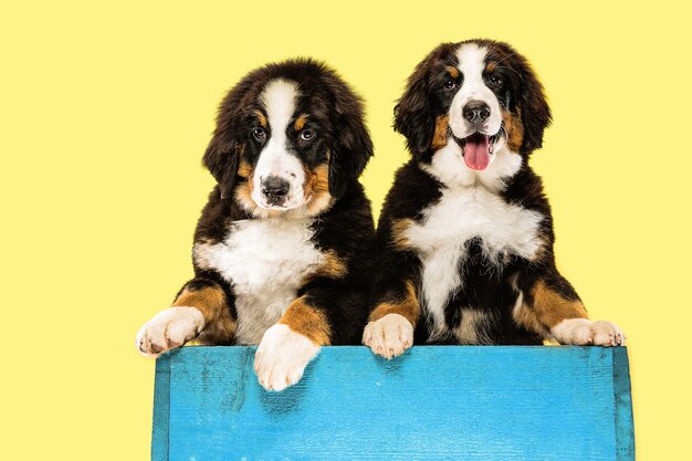 Berner sennenhund puppies on yellow  wall