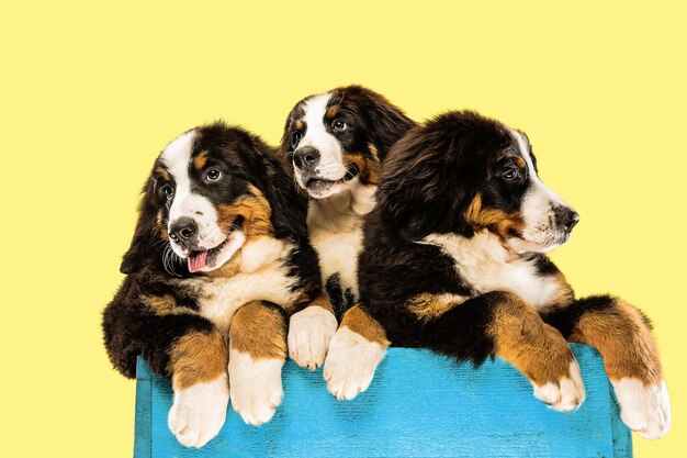 berner sennenhund puppies on yellow