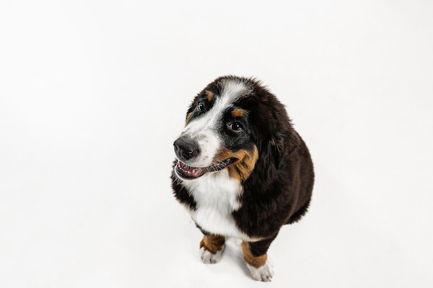 Berner sennenhund 강아지 포즈. 귀여운 화이트 브라운 블랙 강아지 또는 애완 동물이 흰색 배경에서 재생됩니다. 세심하고 장난스러워 보입니다. 스튜디오 사진. 움직임, 움직임, 행동의 개념. 부정적인 공간.