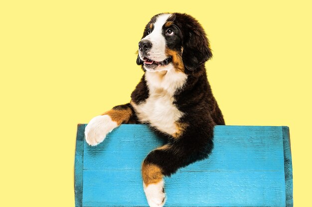 Berner sennenhund puppy posing inside blue bag