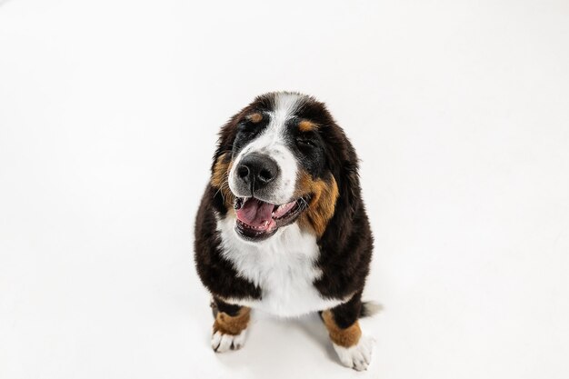 Berner sennenhund puppy posing