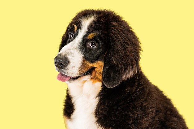 berner sennenhund puppy on yellow