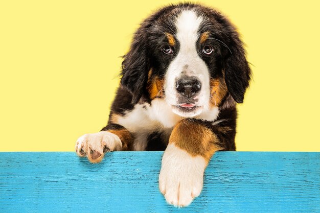 berner sennenhund puppy on yellow