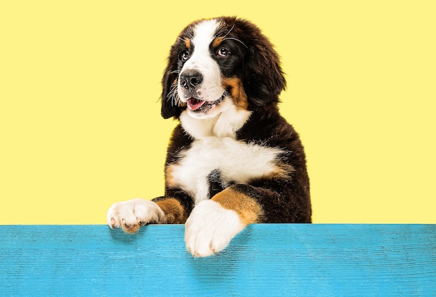 berner sennenhund puppy on yellow