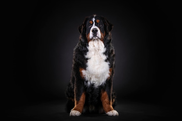 Bernese Mountain Dog는 어두운 배경에서 초상화를 닫습니다. 어두운 배경에서 초상화를 닫습니다.
