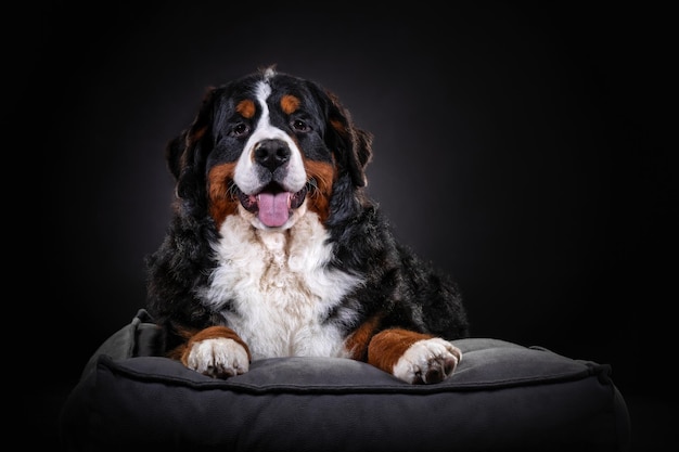 Bernese Mountain Dog는 어두운 배경에서 초상화를 닫습니다. 어두운 배경에서 초상화를 닫습니다.