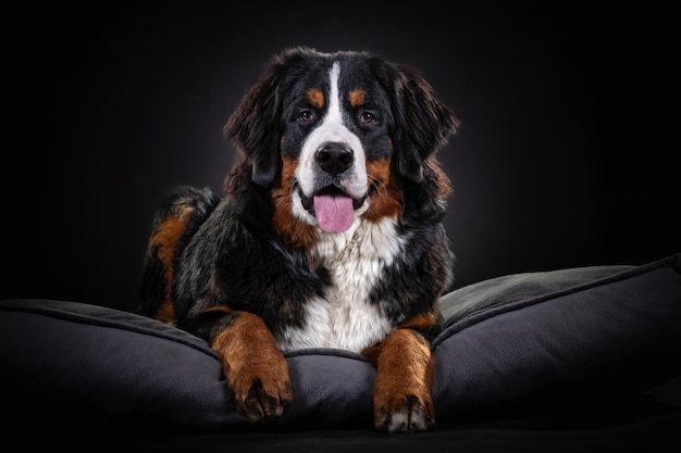 Bernese Mountain Dog close up portrait on dark background close up portrait on dark background