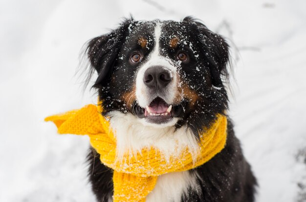 Download Free Icon Bernese Mountain Dog Yellowimages Mockups
