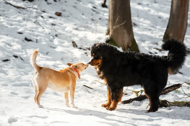 Bernese Mountain dog plays with a red dog on the snow in park