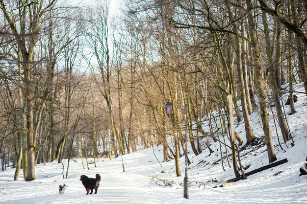 ベルンマウンテン犬とウェールズコーギー、冬の公園で遊ぶ