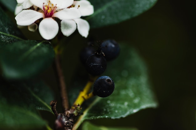 Berries on blooming tree