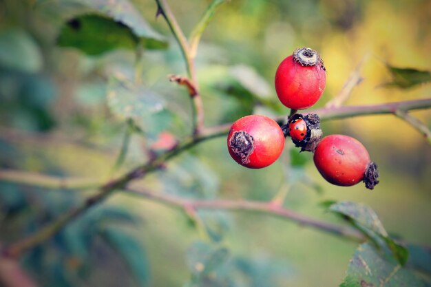 "Berries and ladybug"