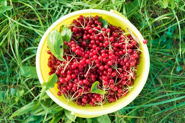 Berries of red viburnum in bucket