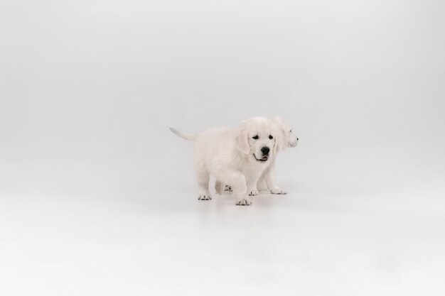 Best friend. English cream golden retrievers posing. Cute playful doggies or purebred pets looks cute isolated on white wall. Concept of motion, action, movement, dogs and pets love. Copyspace.